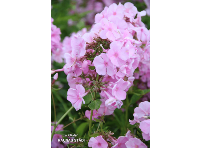 Phlox paniculata   'Pinky Hill'
